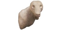 Медведь бурый МДТ-5