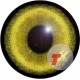 Рысь глаза ТК-4