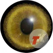 Рысь глаза ТК-5